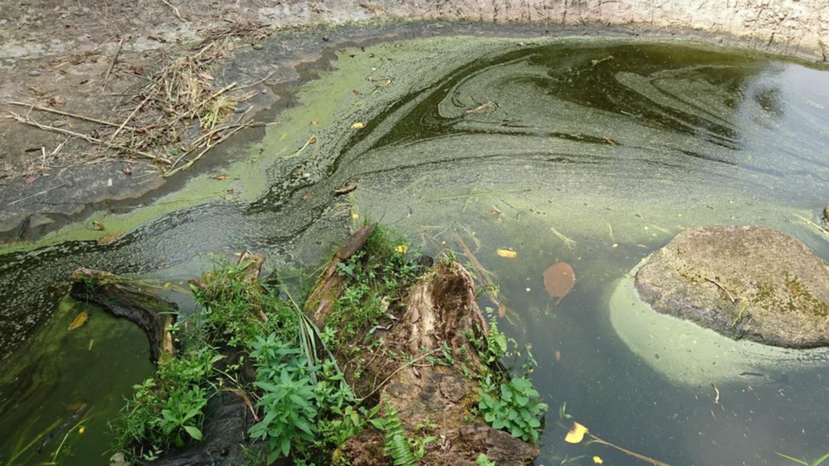 blauwalg en botulisme waterschap drents overijsselse delta waterschap drents overijsselse delta